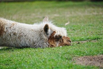 Sleeping Alpaca being Lazy
