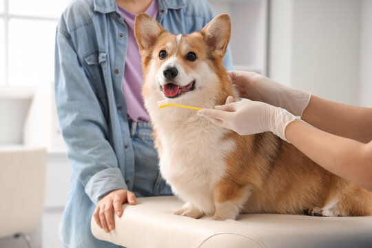 Veterinarian explaining to owner how to brush teeth of cute Corgi dog in vet clinic