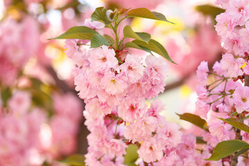 Beautiful blossoming sakura tree branches outdoors, closeup