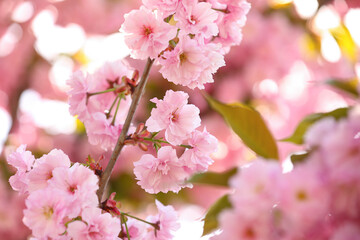 Beautiful blossoming sakura tree branch outdoors, closeup
