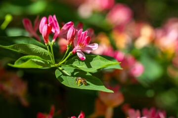 Beautiful blossoming pink bush honeysuckle with bee outdoors, closeup