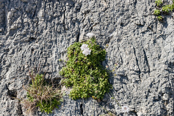 Beautiful view of flowers growing on a cliffside.