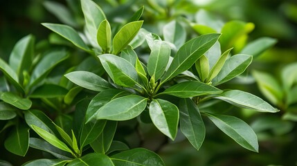 Obraz premium Lush Green Foliage Vibrant Leaf Texture Natural Plant Background Detailed Greenery Spring Summer Botanical Garden Fresh Leaves Organic Nature Closeup 