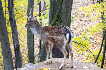 A deer is standing on a rock in a forest