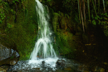 A small waterfall in the bush at Heaphy Track. Kahurangi National Park. South Island. New Zealand.