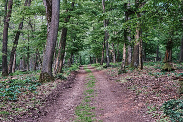 Serene woodland pathway winding through a lush forest with green foliage and a sandy dirt trail