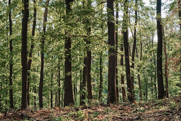 Lush green forest with tall trees and dappled sunlight filtering through leaves during springtime