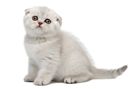 Adorable scottish fold kitten with round eyes and folded ears isolated on the transparent background