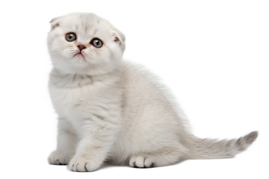 Adorable scottish fold kitten with round eyes and folded ears isolated on the transparent background