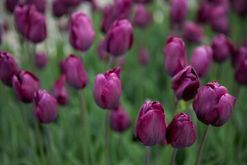 Purple tulips on green background, spring bloom, soft focus, urban greening, gardening, city flower gardening, place for text, background
