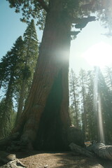 Ancient giant sequoia trees (Sequoiadendron giganteum) at Mariposa Grove in yosemite national park