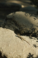 Sagebrush lizard in natural habitat at yosemite national park