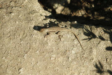 Sagebrush lizard in natural habitat at yosemite national park