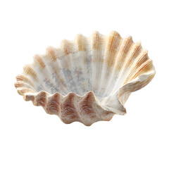 Fototapeta premium Elegant Seashell Close-Up of a Delicate Ocean Shell