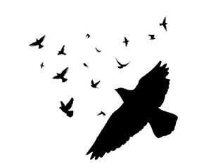 Flying birds silhouettes on white background. Vector illustration. isolated bird flying. tattoo design