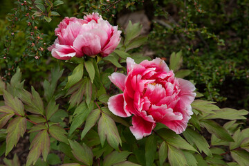 Peony. Large pink flower in a summer garden. Flowers for an English garden. Summer nature. Peony bloom. Blooming peonies. Close-up photo of a flower. Background with pink spring flowers,
