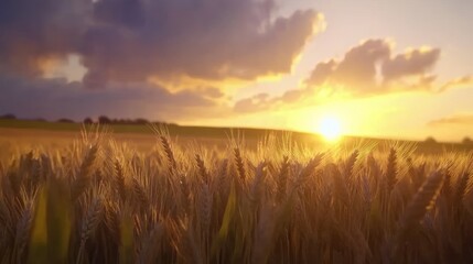 Fototapeta premium Golden wheat field at sunset agriculture nature harvest
