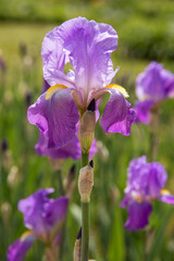 Fototapete bei efototapeten.de bestellen   