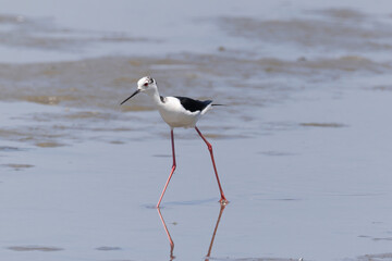 干潟を歩くセイタカシギ
