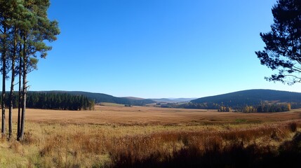 Obraz premium Serene Autumn Landscape Panoramic View Golden Fields and Pine Trees