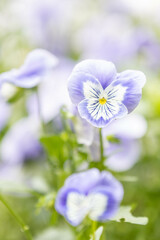 purple horned violets (viola cornuta, Stiefm&uuml;tterchen) 