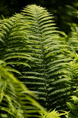 close up on a fern