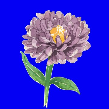 Vibrant watercolor flower illustration animation, transparent 4K video, green screen