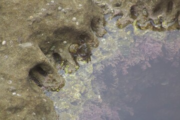 little crab in a tide pool with algae in la jolla cove san diego california