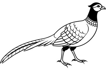 pheasant silhouette line art vector illustration with a white background