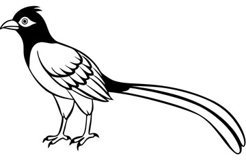 quetzal silhouette line art vector illustration with a white background