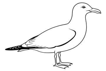 seagull silhouette line art vector illustration with a white background