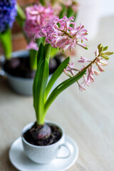 Interior design of spring kitchen or living room. Metal vase with bulbs of hyacinth, tulips. Easter floral decorations. House cozy seasonal decor with fresh flowers. Home gardening