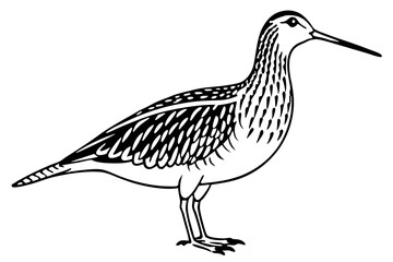 Obraz premium woodcock silhouette line art vector illustration with a white background