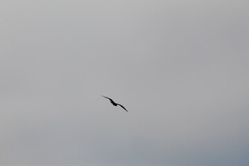 Osprey bird flying in sky at Torrey Pines state natural reserve park in San Diego California