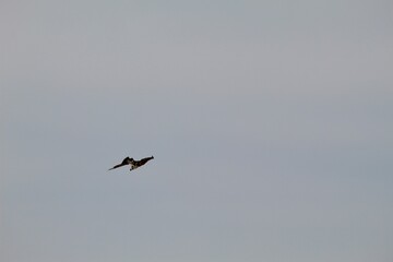 Osprey bird flying in sky at Torrey Pines state natural reserve park in San Diego California