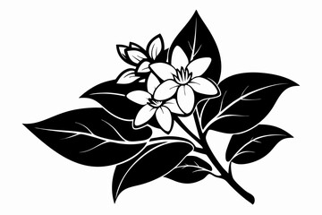 jasmine silhouette line art vector illustration with a white background