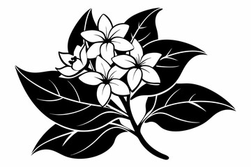 jasmine silhouette line art vector illustration with a white background