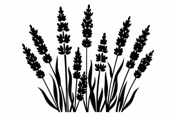lavender silhouette line art vector illustration with a white background © pipp99