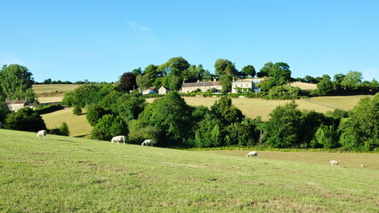Green farmland filed with grazing sheep in a beautiful valley
