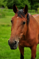 Obraz premium Horse Portrait in Lush Green Pasture Capturing Natural Beauty
