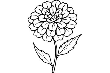 marigold silhouette line art vector illustration with a white background