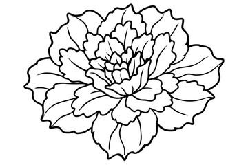 marigold silhouette line art vector illustration with a white background