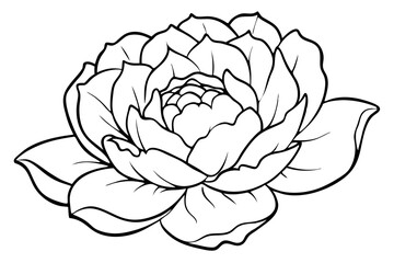 peony silhouette line art vector illustration with a white background