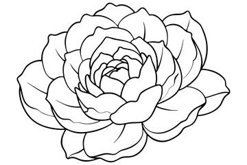 peony silhouette line art vector illustration with a white background