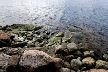 Stones covered with green seaweed in the water.
