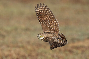 Burrowing Owl - Flight