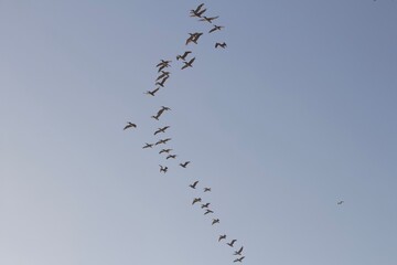 Flock of birds migrating south in v formation in san diego california in blue sky