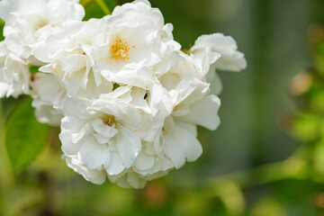 ガーデニングの白いバラ