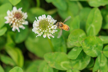 シロツメクサの蜜を集めるミツバチ