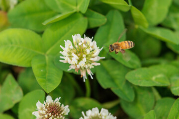 シロツメクサの蜜を集めるミツバチ